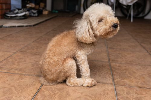 dog scooting bottom on floor