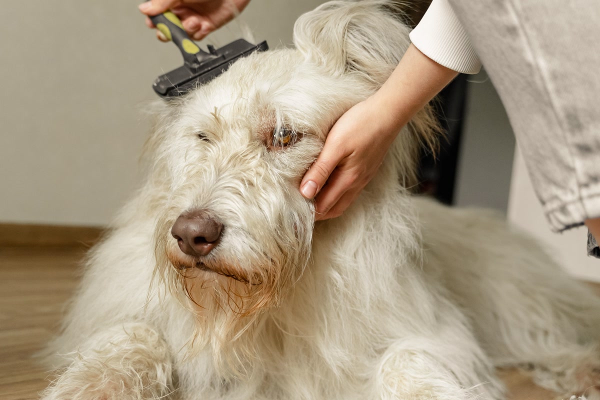 person brushing dog fur at home for grooming