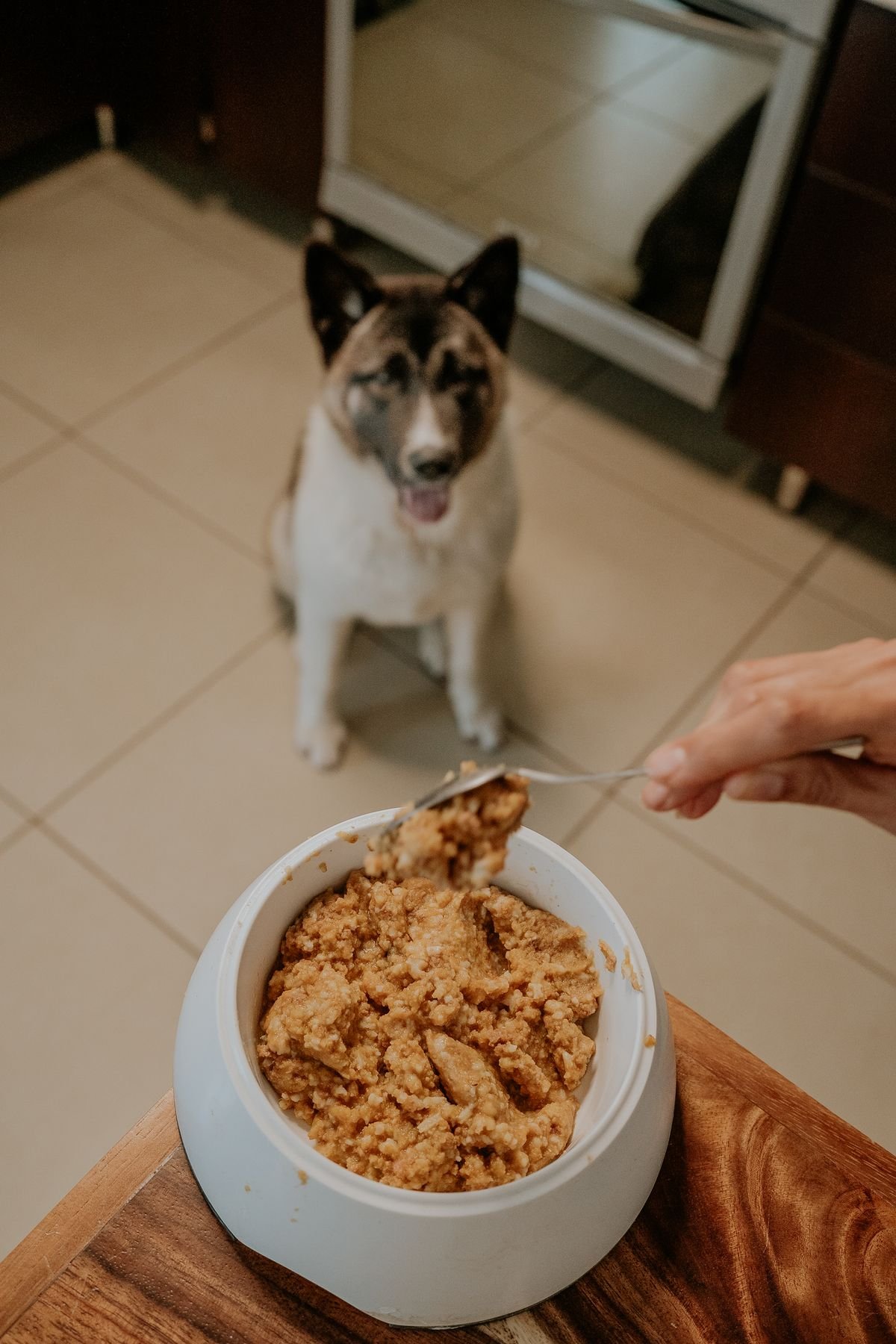Homemade dog food meal preparation in kitchen