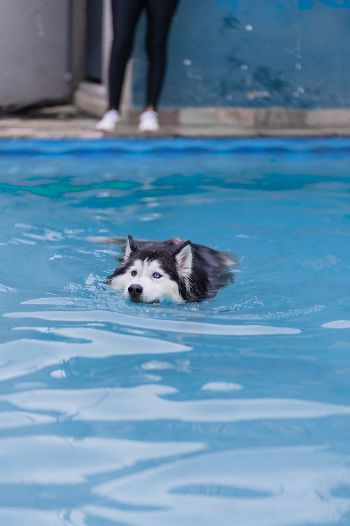 Husky dog swimming in blue pool to cool off during hot summer weather