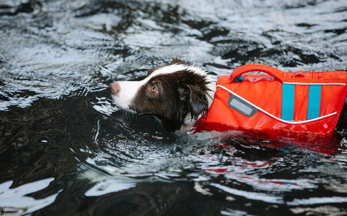 Dog wearing a life jacket swimming in water