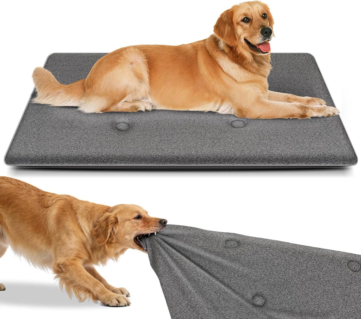 Golden retriever on grey durable dog bed demonstrating chew resistance for heavy chewers