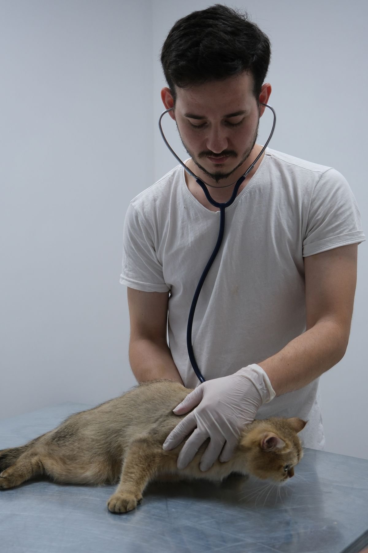 A kitten being examined by a veterinarian at a clinic, with the vet checking the kitten's health