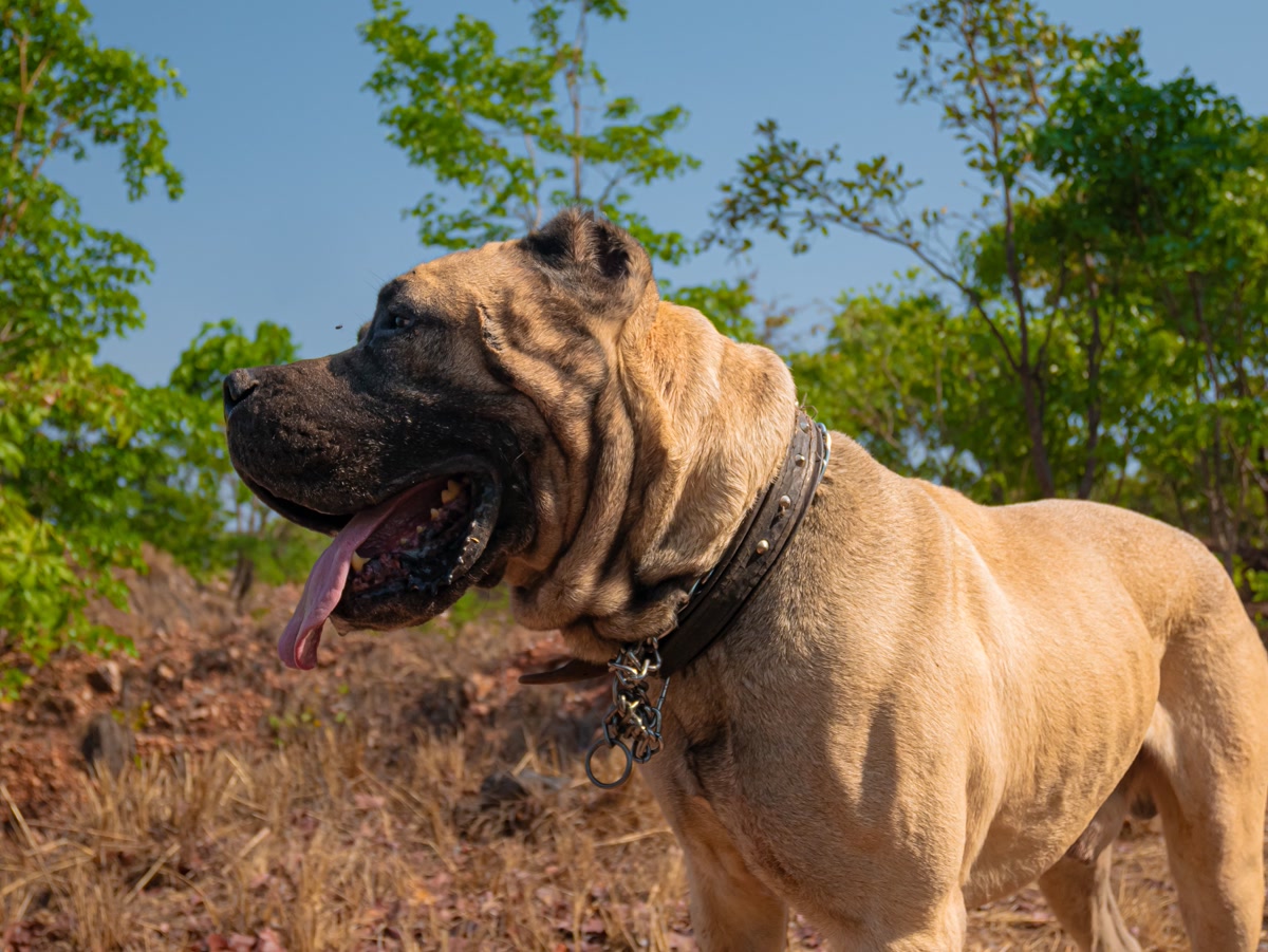 Large tan mastiff dog wearing thick studded leather collar with chain in wooded area