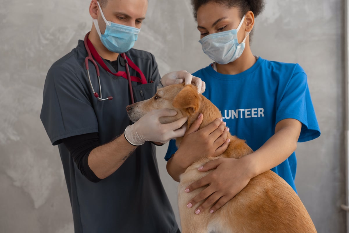 Volunteer staff at low-cost veterinary clinic examining dog