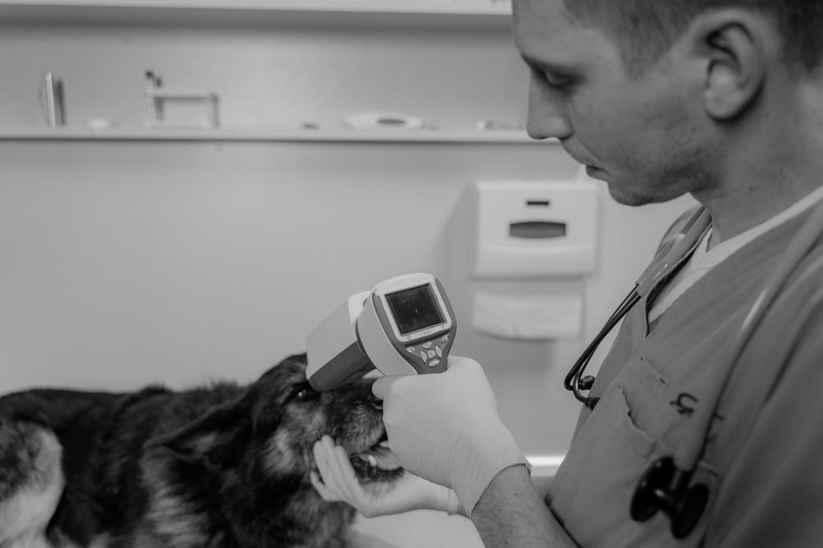 Veterinarian using handheld microchip scanner on dogs shoulder