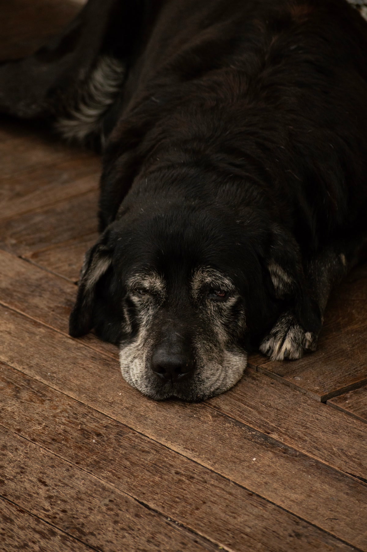 Senior black dog with greying muzzle resting on wooden floor looking tired