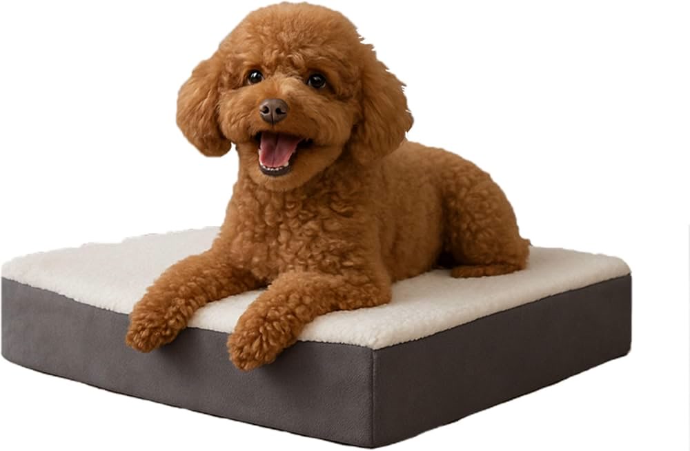 Brown poodle lying on rectangular orthopedic dog bed with grey base and white fleece top