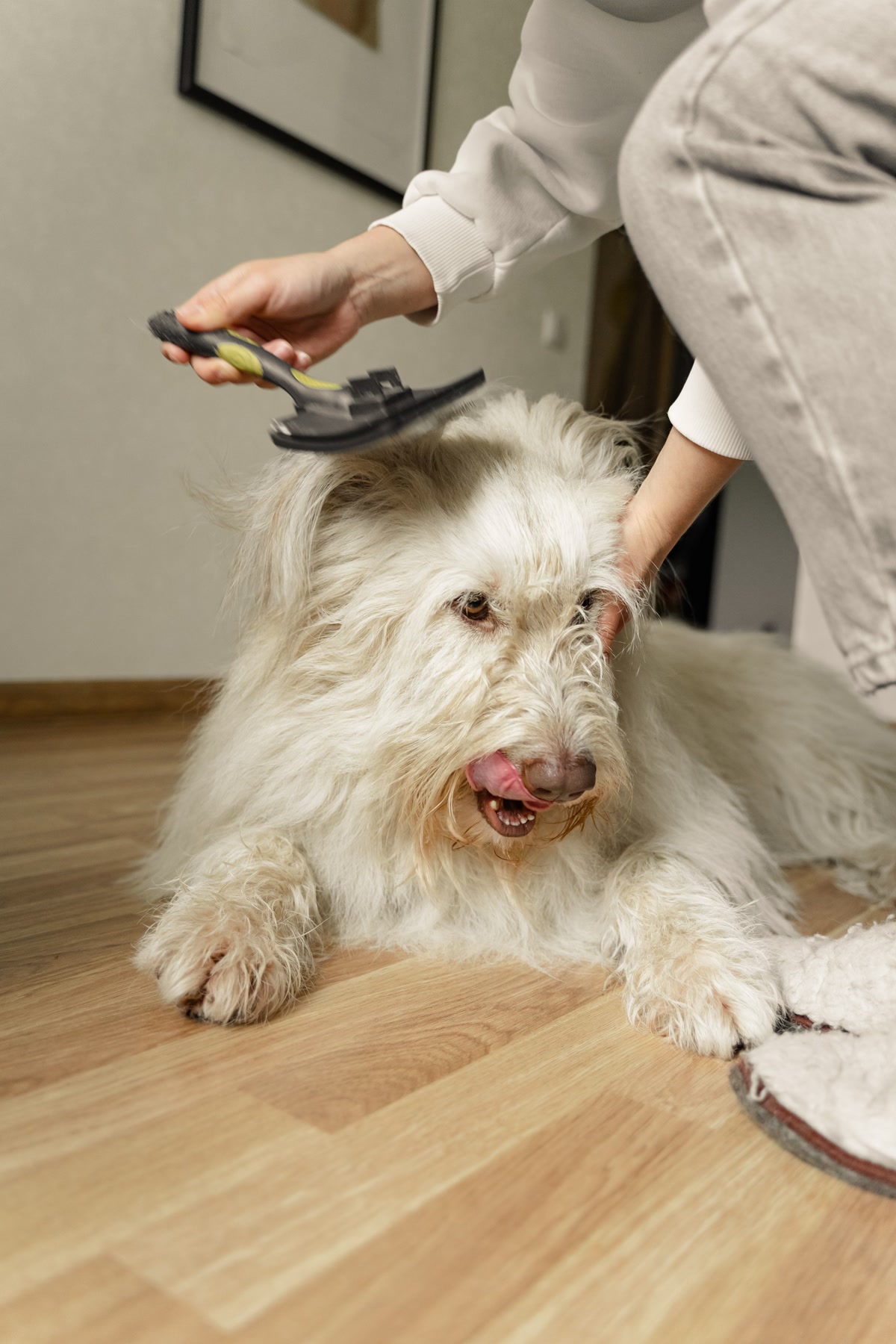 Person using grooming tool to brush fluffy white dog on wooden floor at home