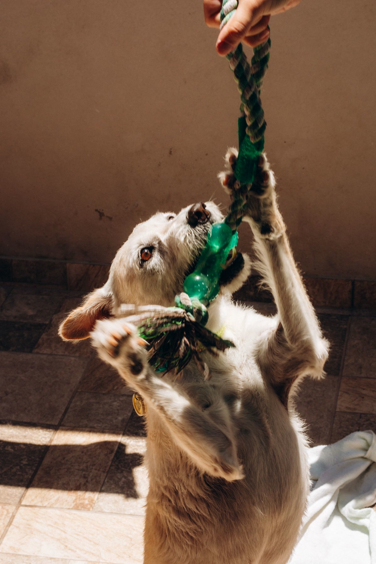 Dog standing on hind legs playing tug of war with green rope toy held by person