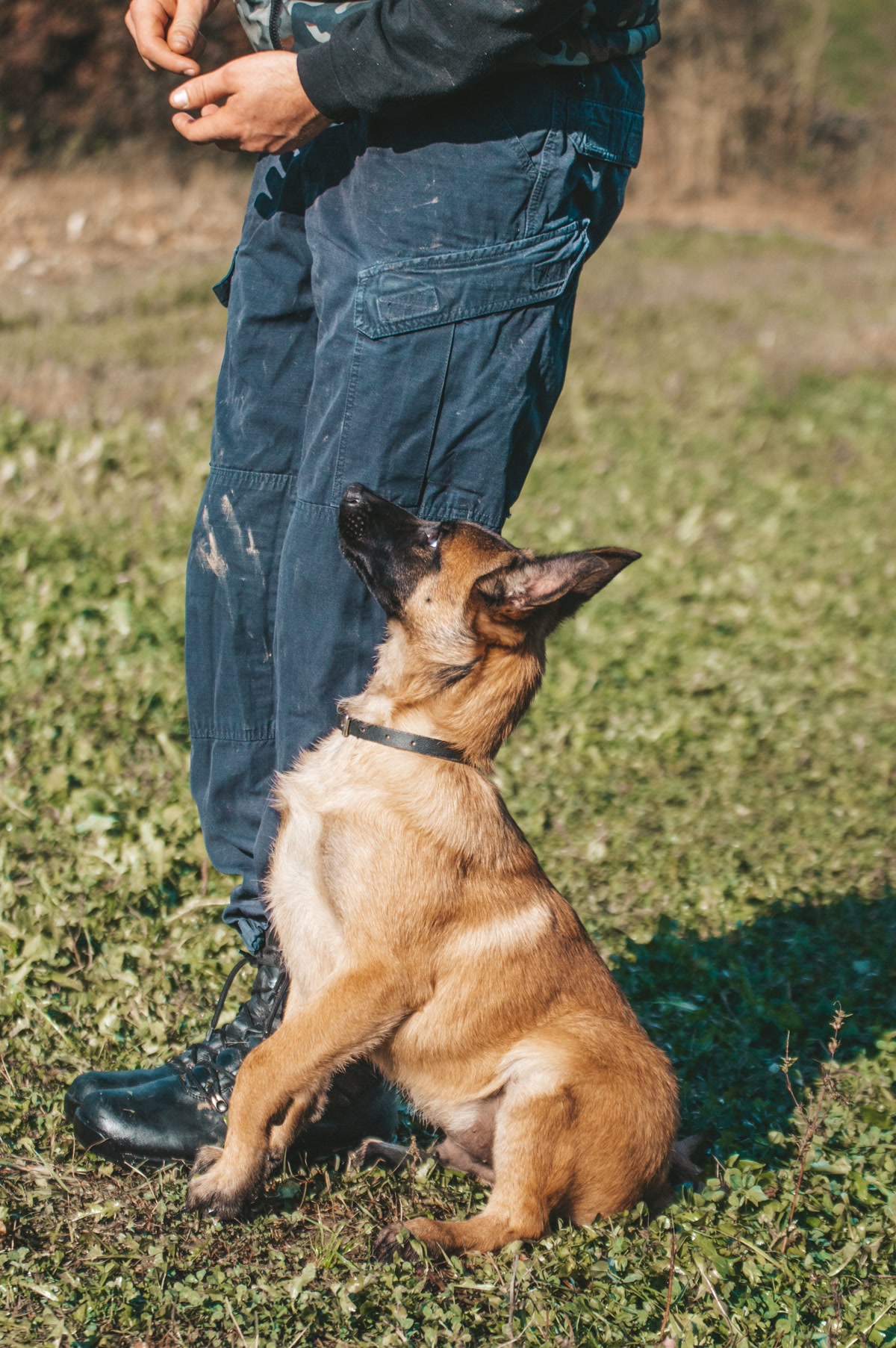 Dog sitting attentively at trainers feet in grassy field during training session