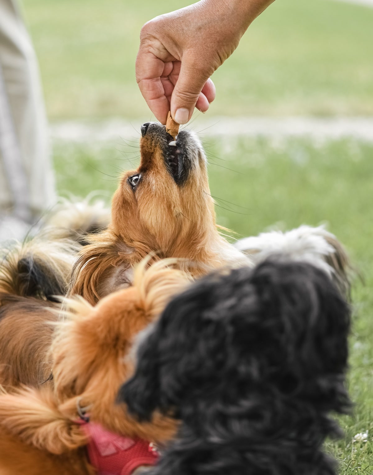 Hand feeding treat to small brown dog during training session