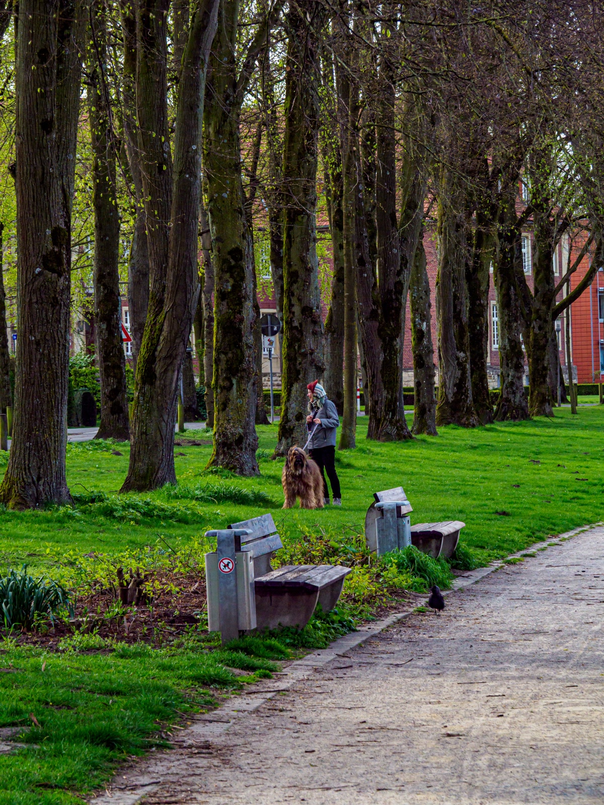 dog running and exercising in park outdoors
