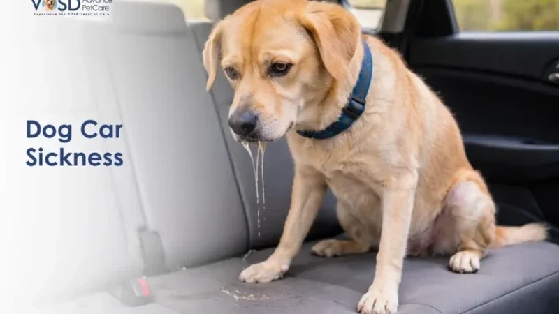 dog on road trip