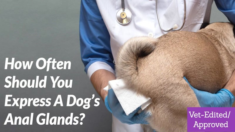 veterinarian expressing dog anal glands during exam