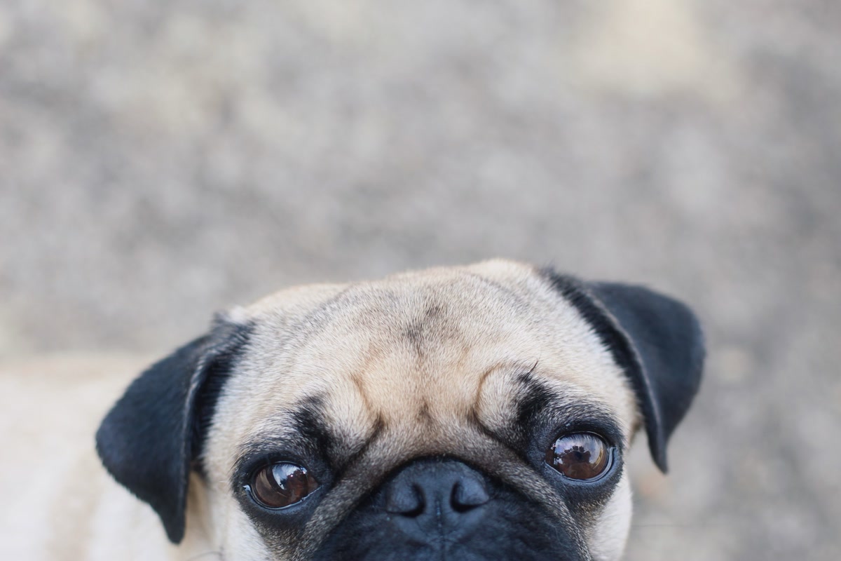 Close-up of pug face showing prominent eyes prone to issues