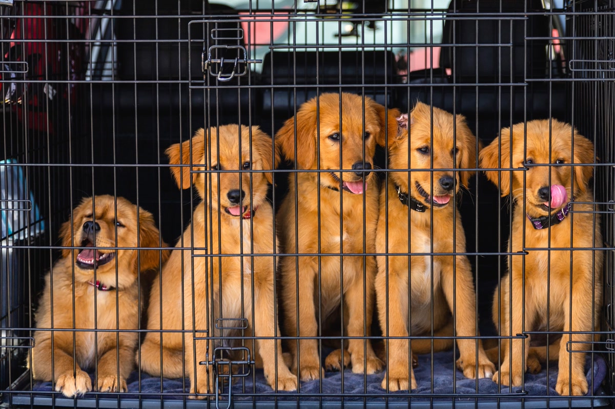 Puppies resting in wire crate on blanket for crate training method