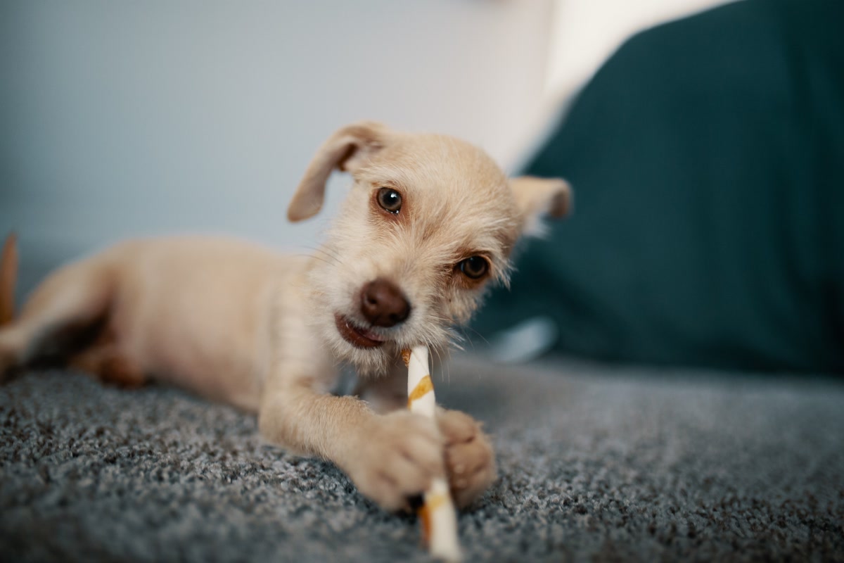 Puppy lying on carpet chewing on striped dental chew stick treat