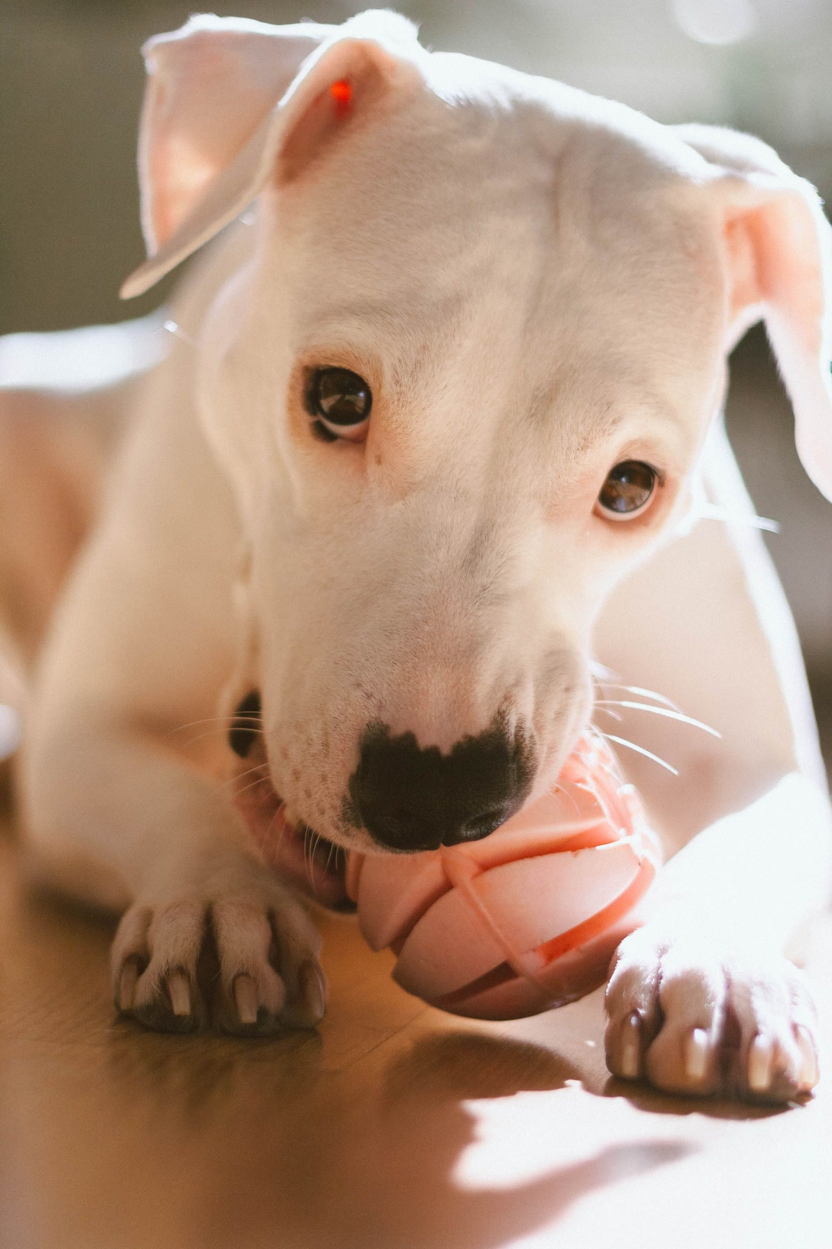 Puppy chewing puzzle toy for mental stimulation during alone time