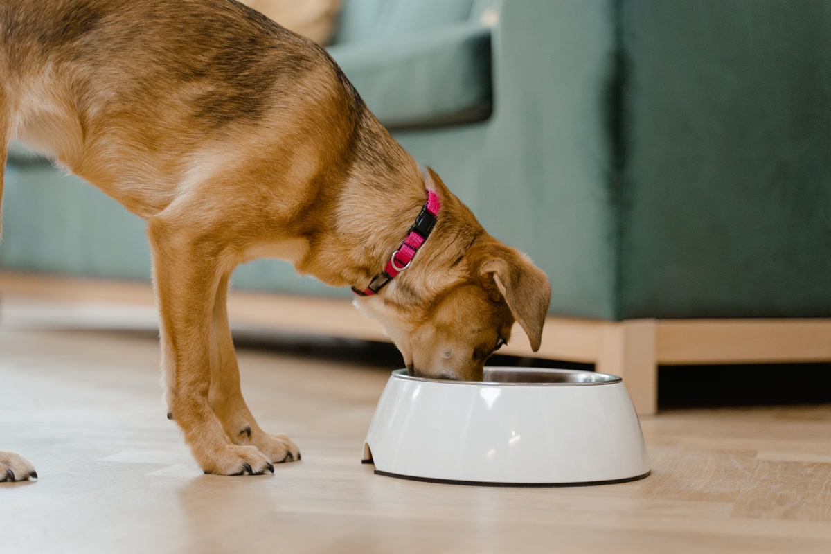 Brown dog eating kibble from white ceramic bowl on wooden floor