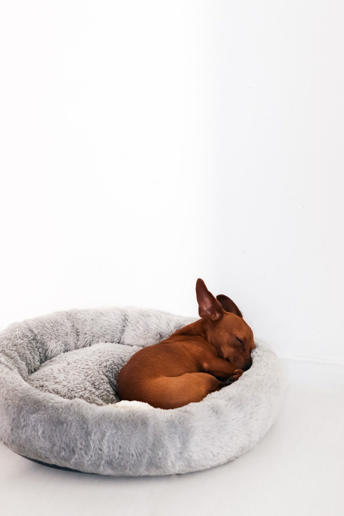 Small brown puppy curled up asleep in fluffy grey round donut style dog bed