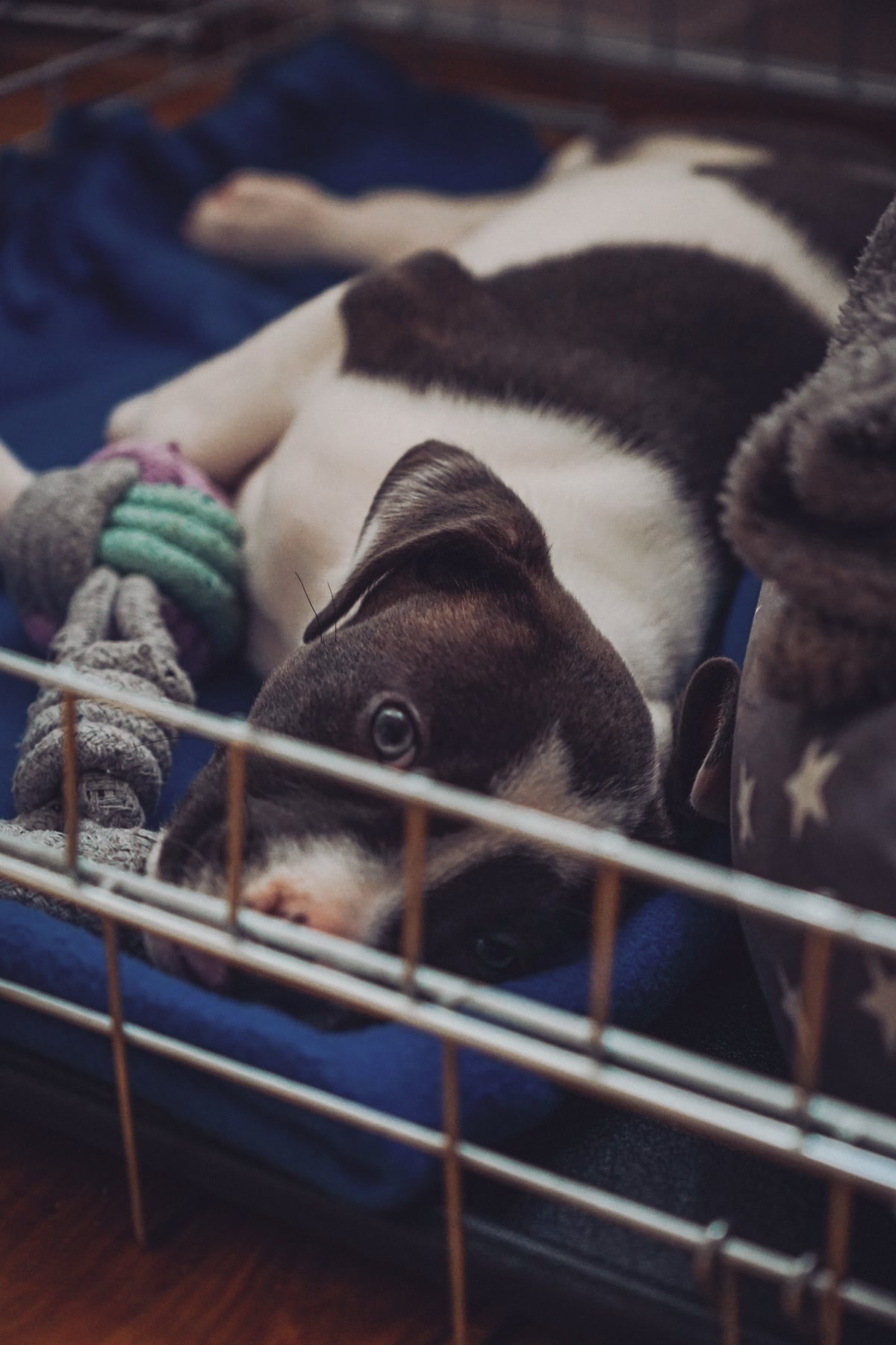 Puppy resting inside wire crate on blanket with toy