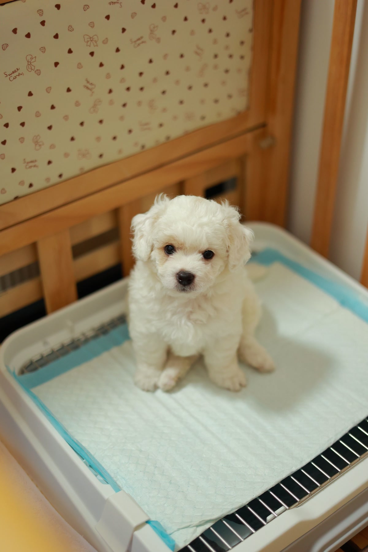 Puppy on grass during potty training