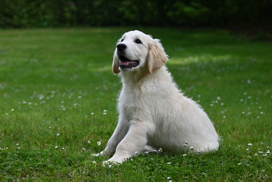 Puppy sitting on green grass for outdoor potty training