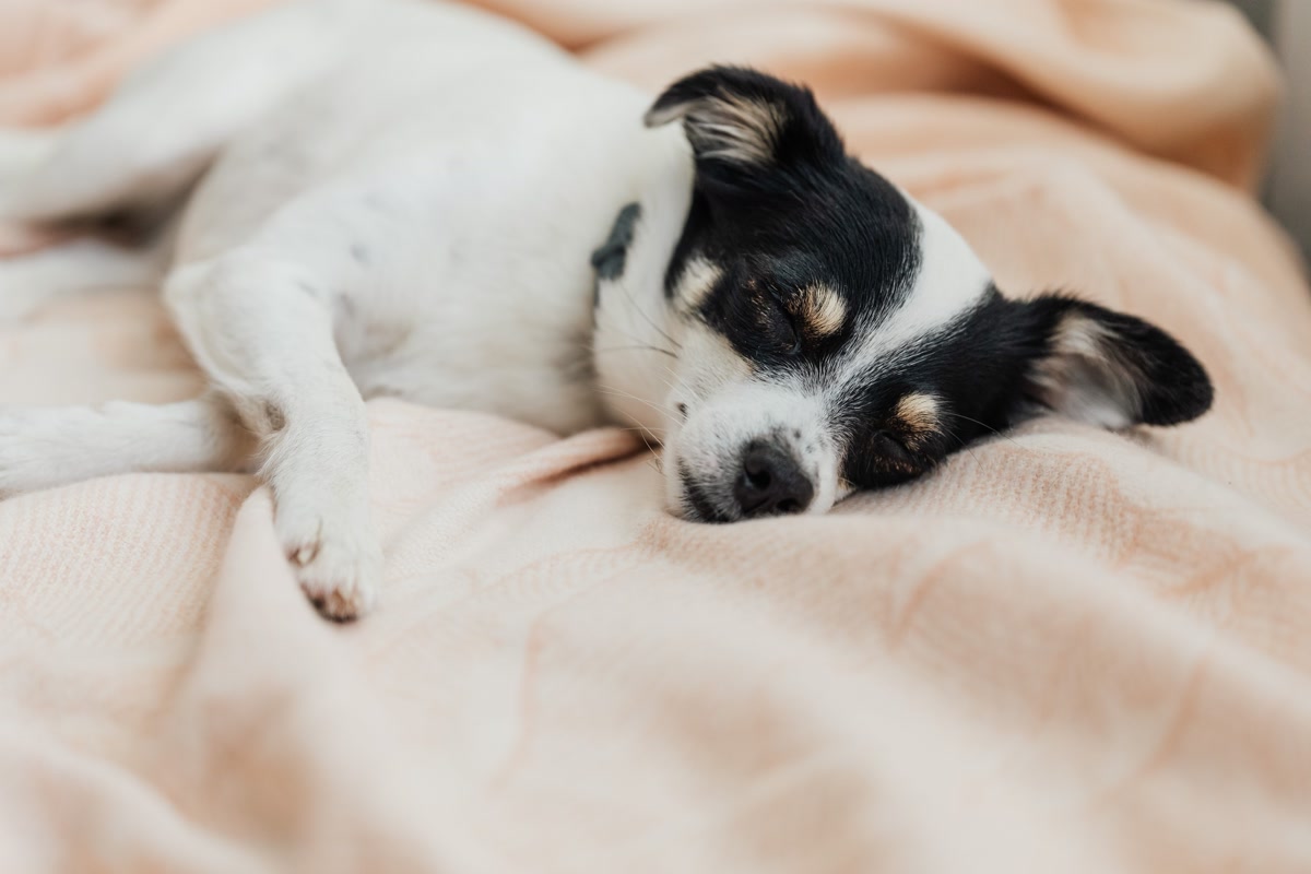 Puppy sleeping peacefully on soft comfortable bed for nap time