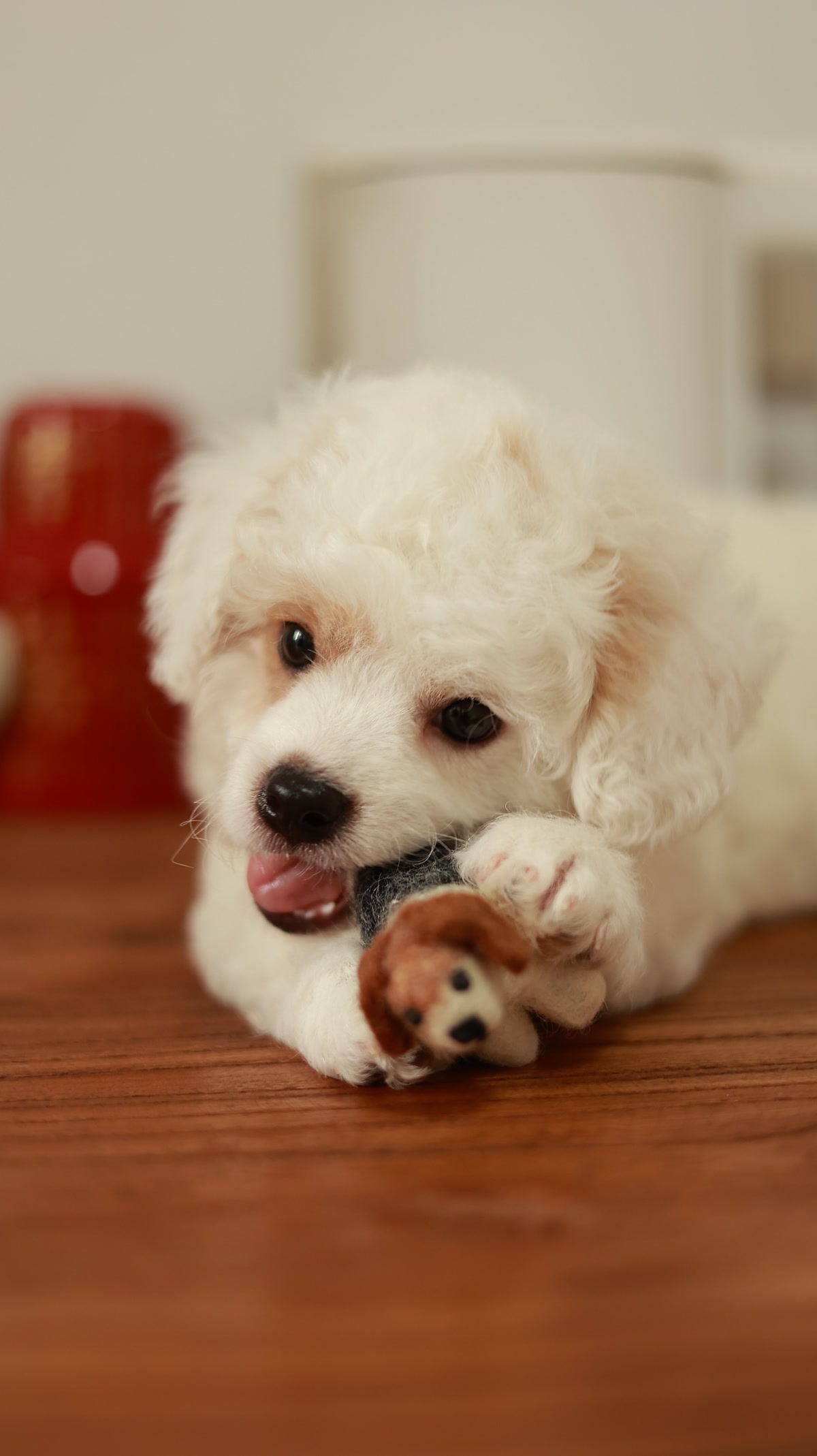 Fluffy white puppy lying on wooden floor holding stuffed animal toy