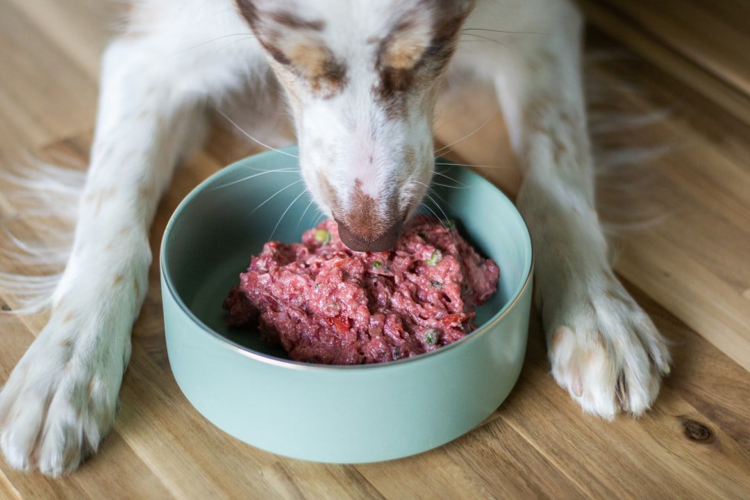 A dog happily eating a raw food meal from a bowl