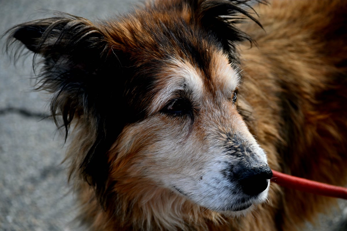 Senior dog with grey muzzle on leash needing ramp help for car access