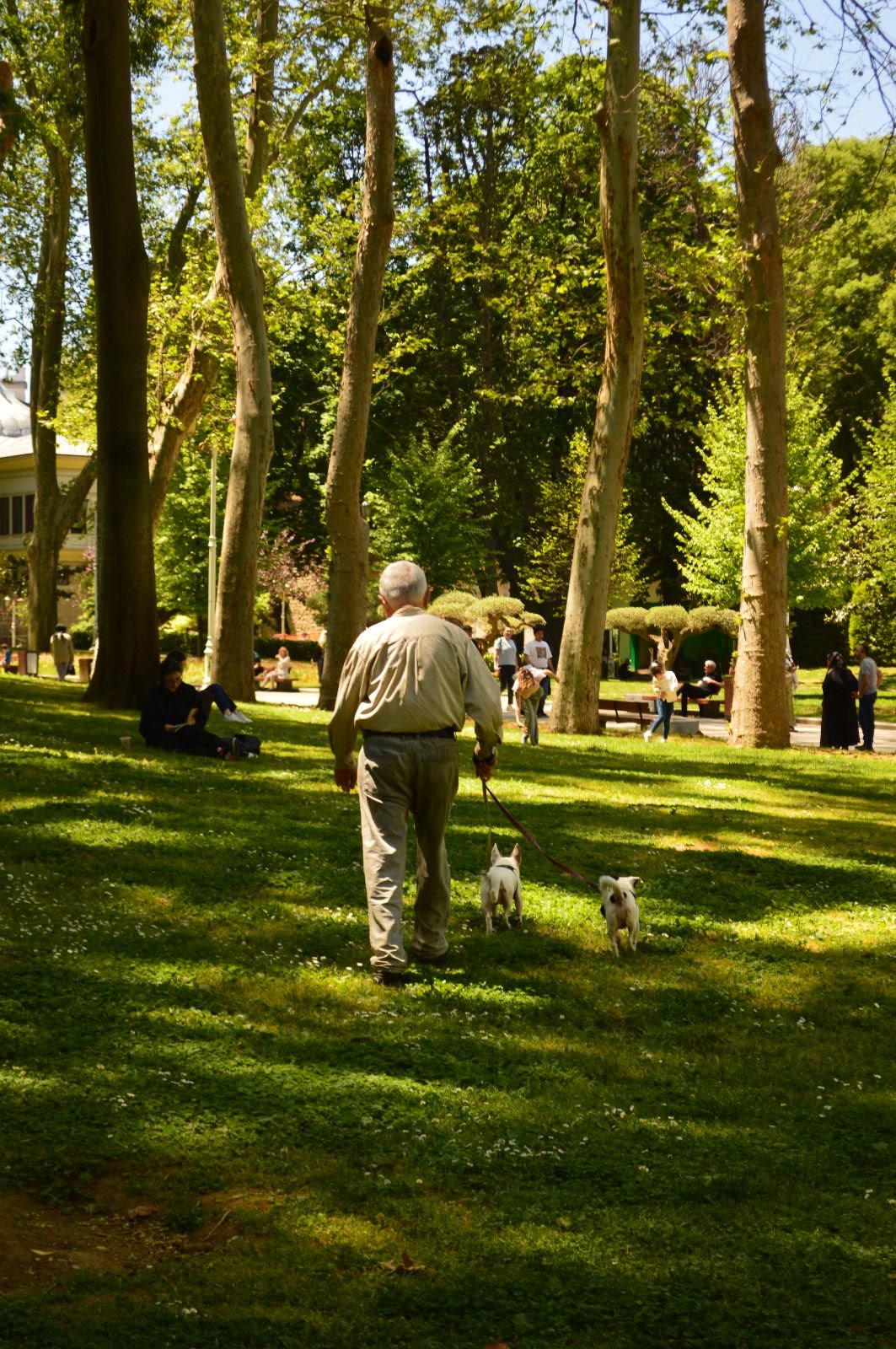 Elderly man walking two small white dogs on leashes through sunny park