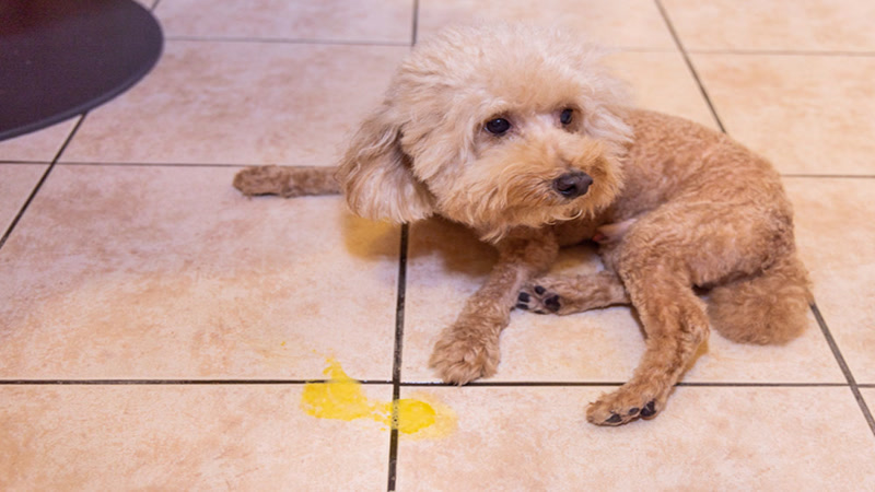 sick dog with serious health condition and bad breath symptom