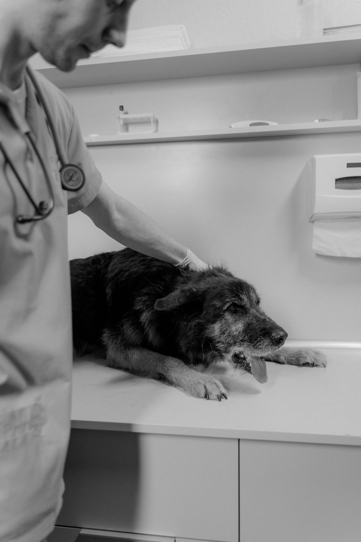 Sick dog lying on exam table at veterinary clinic for treatment