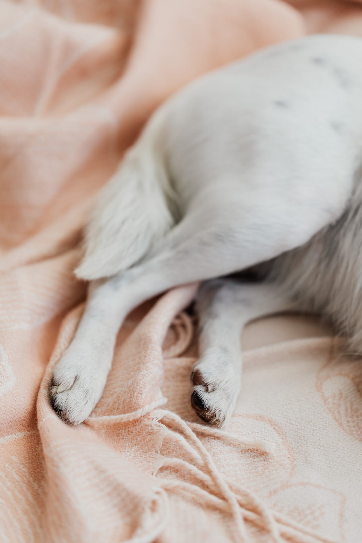Sick dog resting with paws curled up showing signs of illness