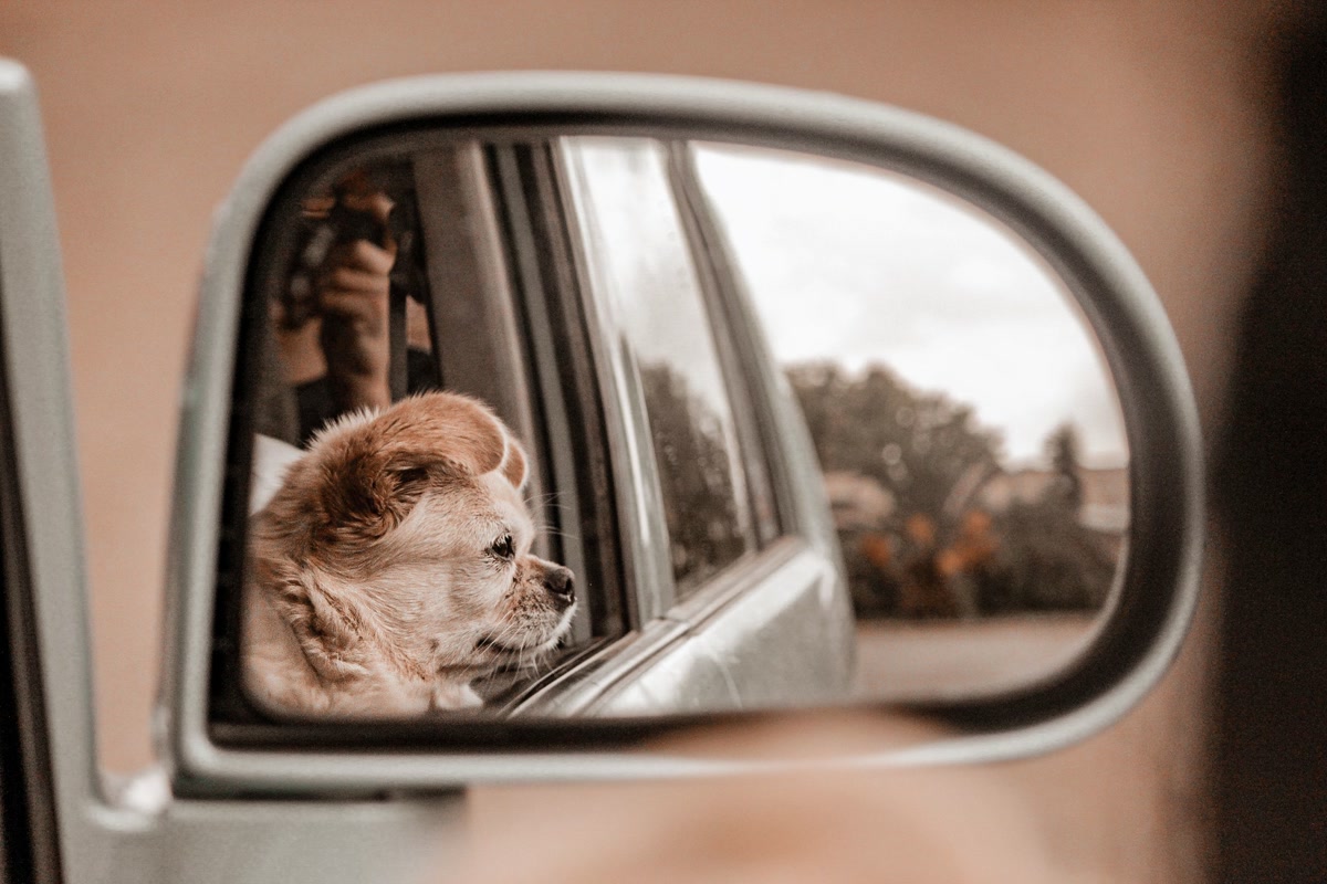 Small dog looking out car window reflected in side mirror needing ramp assistance