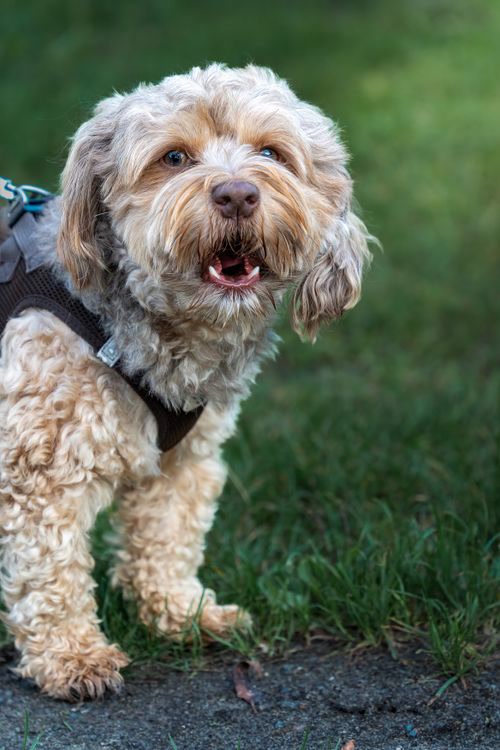 Fluffy small mixed breed dog wearing dark harness looking happy outdoors