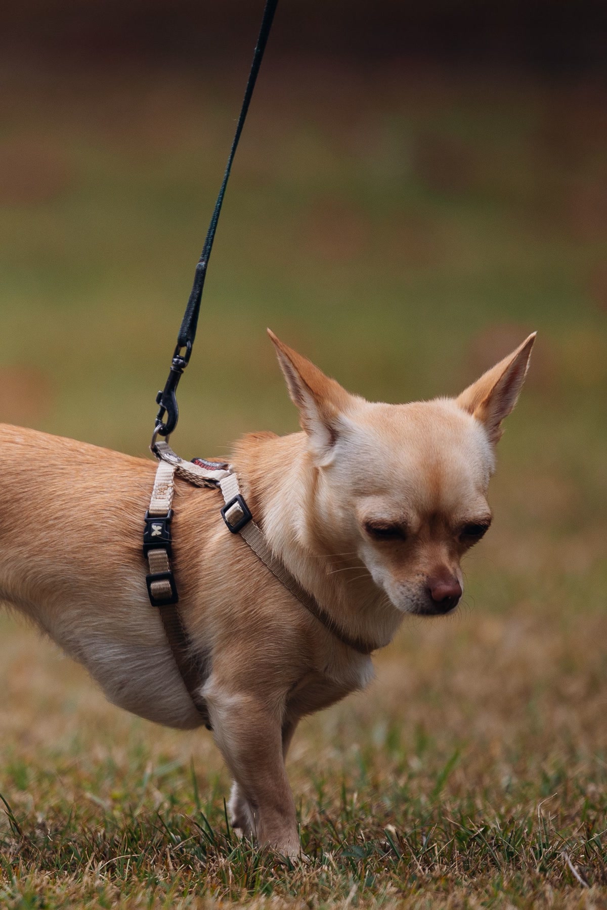 Small chihuahua walking on grass wearing beige harness with leash attached