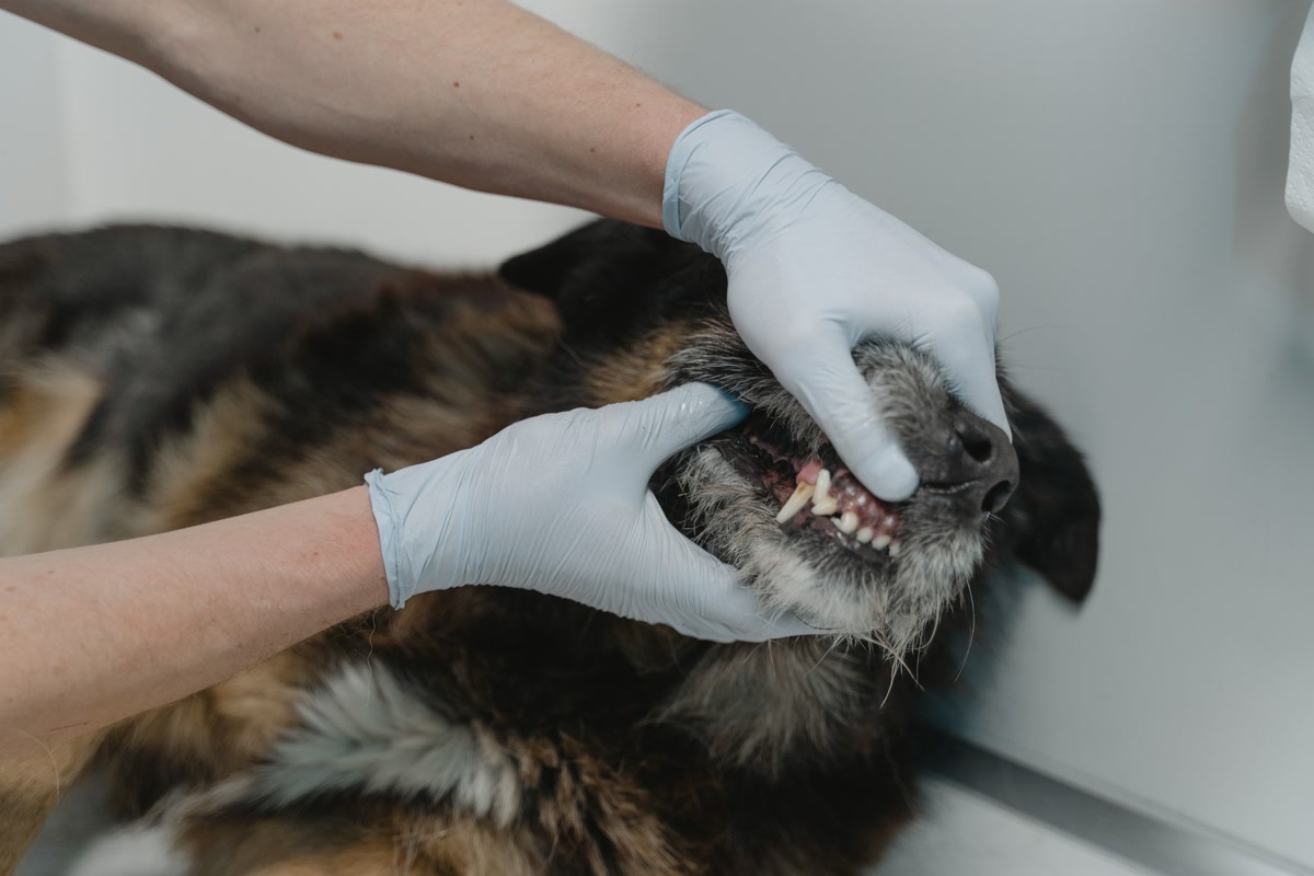 Veterinarian in blue gloves examining dog teeth and gums during dental checkup