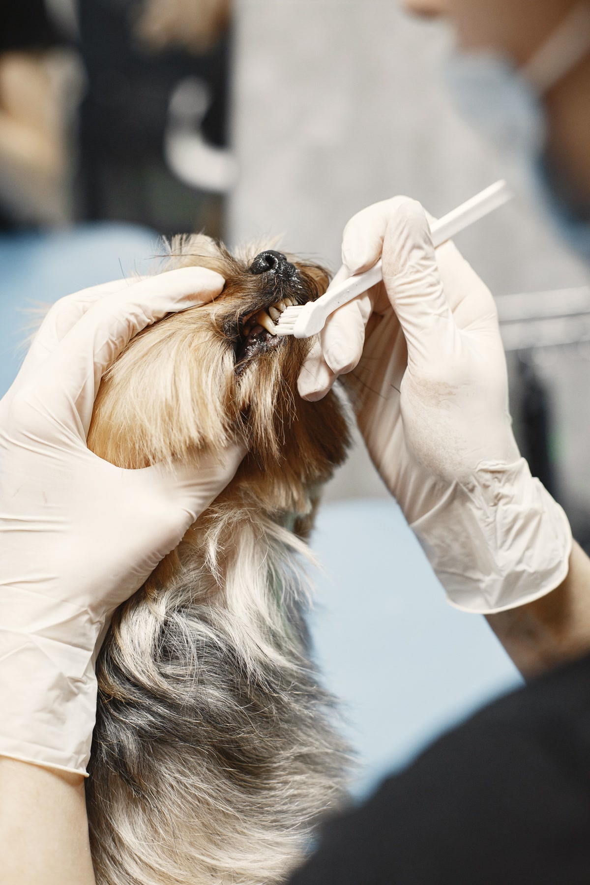 Veterinarian cleaning dogs teeth during professional dental exam