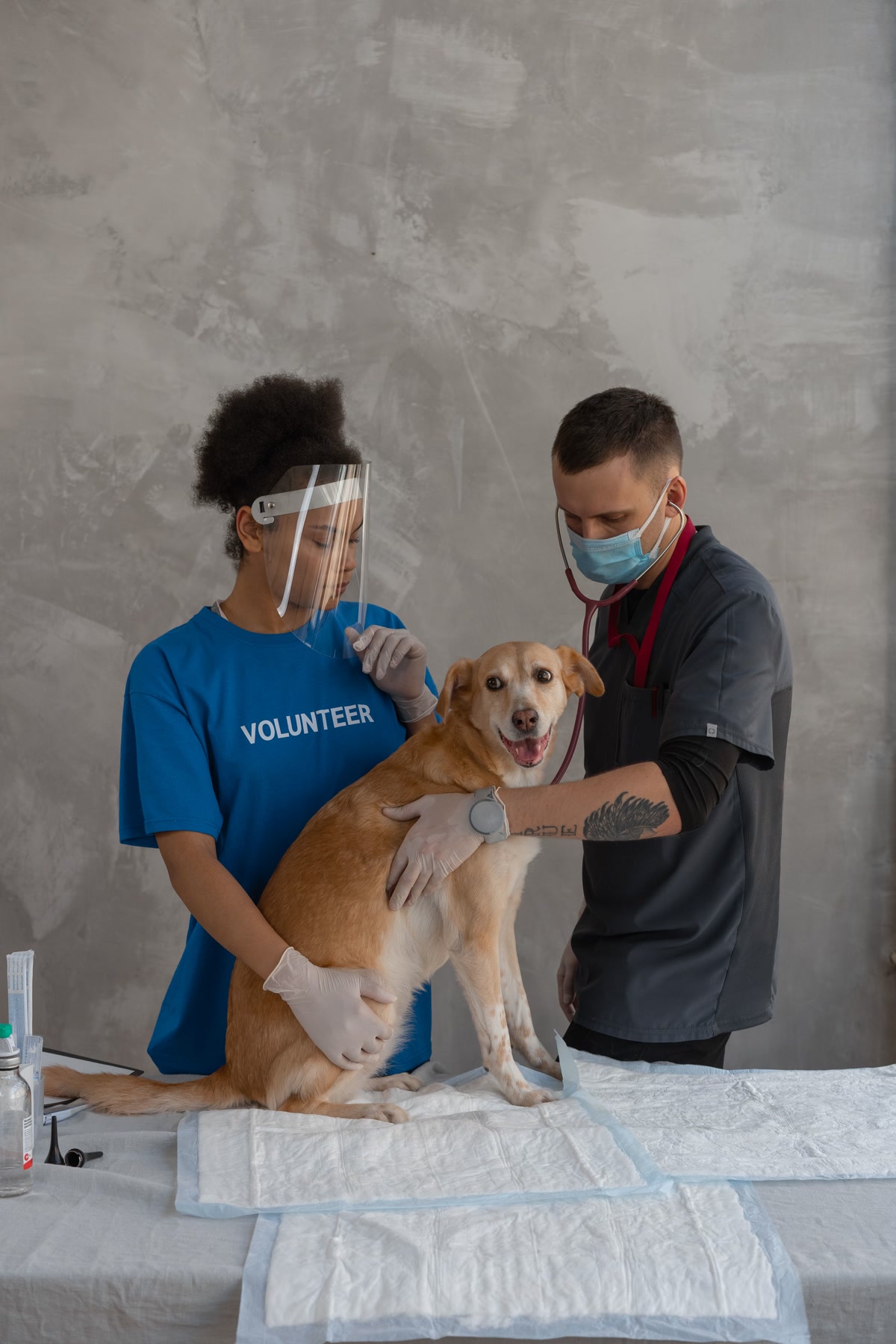 Veterinarian examining dog on emergency visit after ingesting harmful food