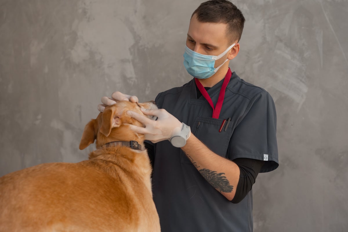 Veterinarian examining dog during health checkup visit