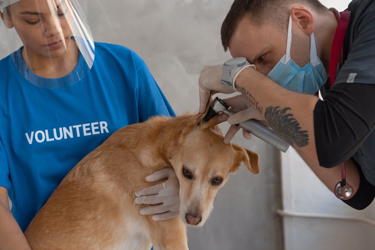 Veterinarian using otoscope to examine dog ear for infection