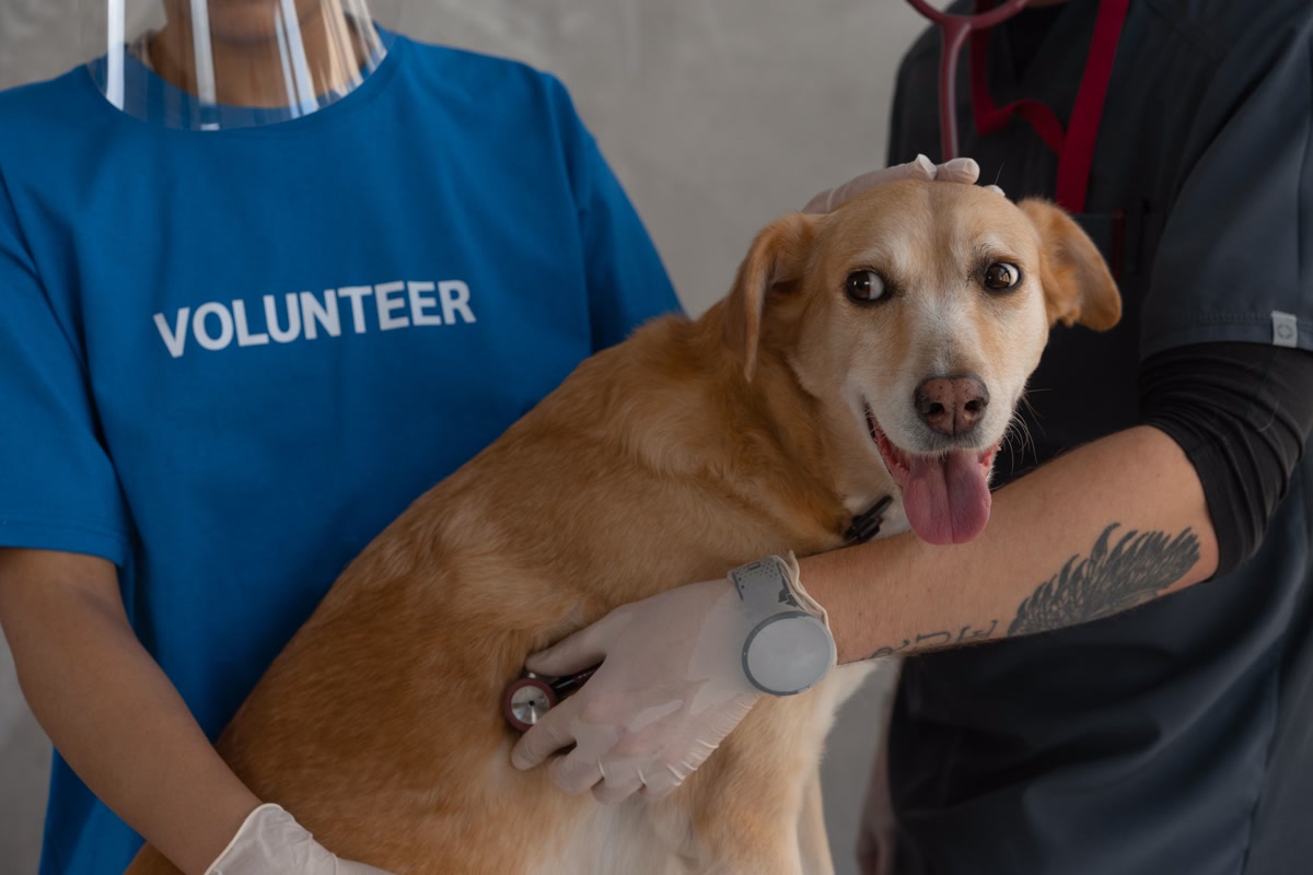 Veterinarian examining dog during checkup visit for microchip verification