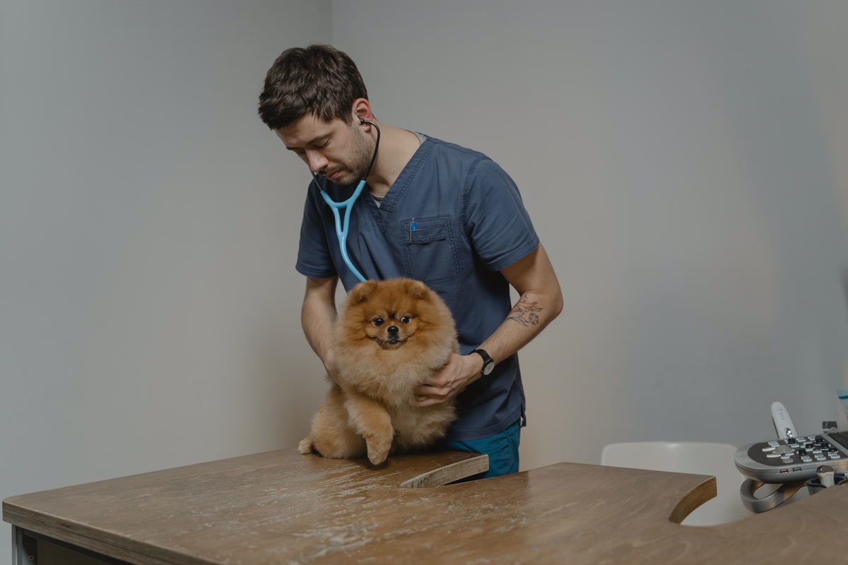 Veterinarian examining small dog on exam table before surgery