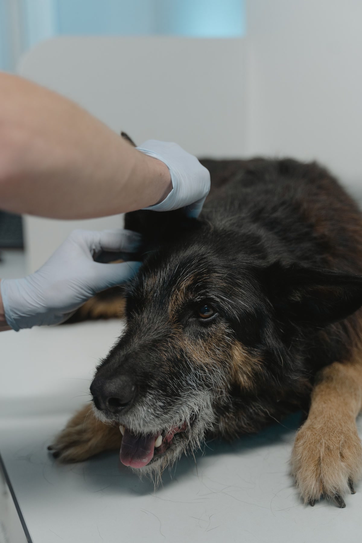 Veterinarian gloved hands examining older german shepherd on exam table