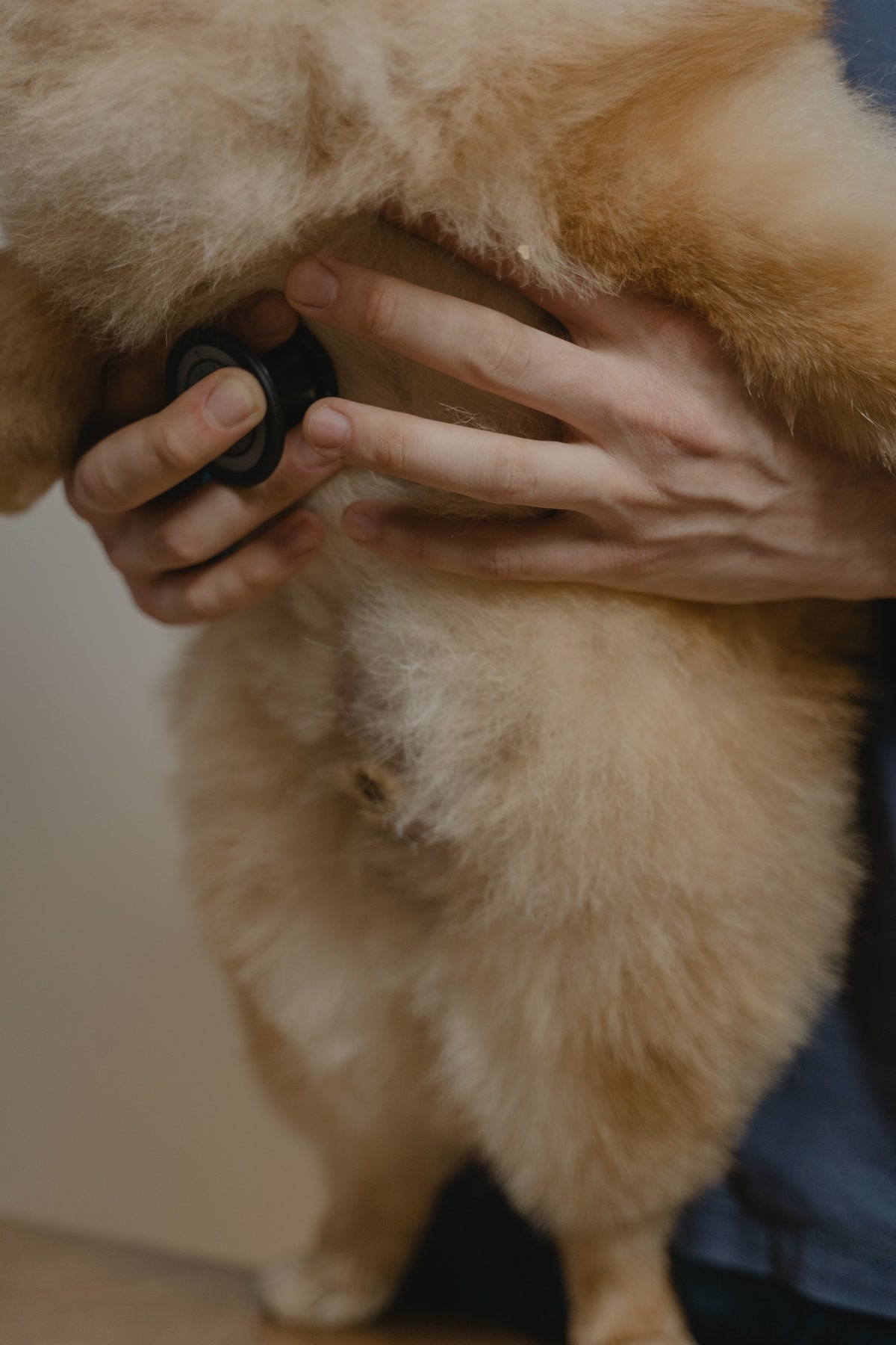 Veterinarian using stethoscope to examine dog during sick visit