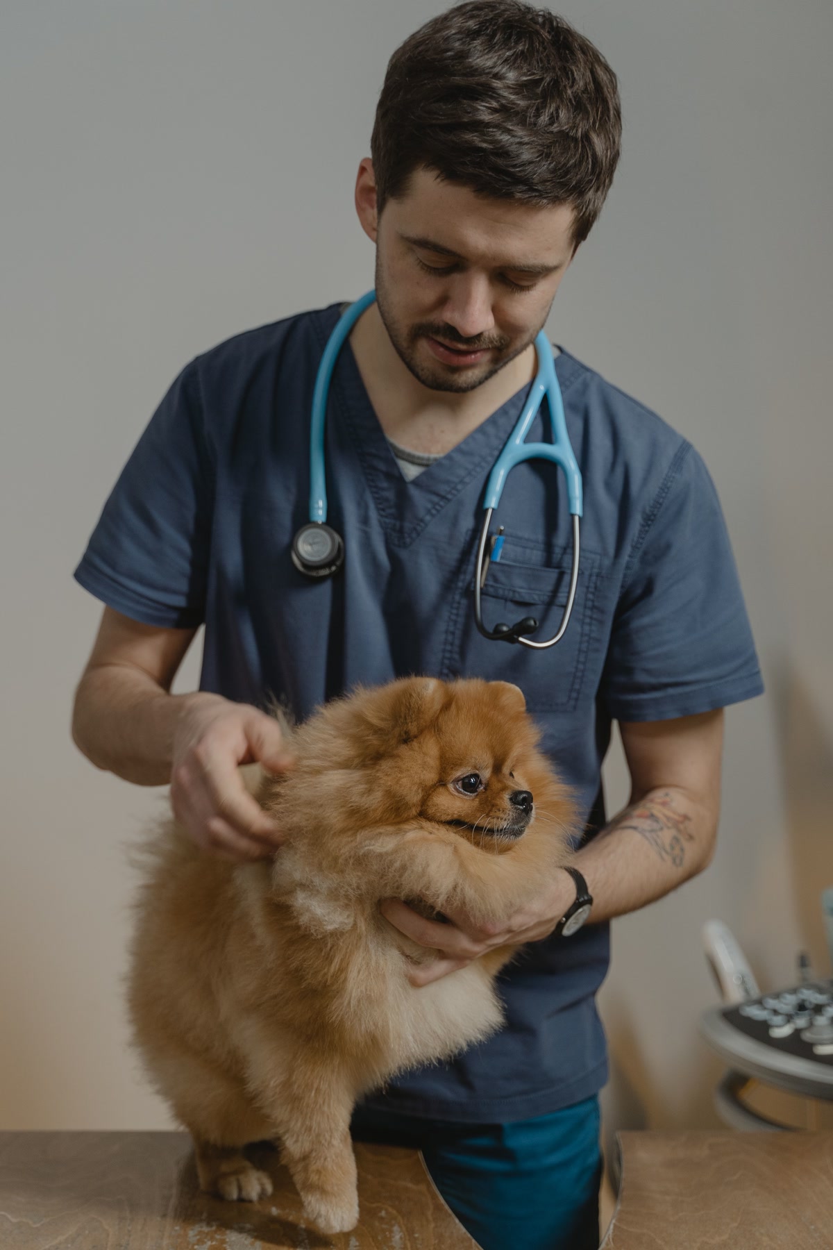 veterinarian examining dog during routine checkup