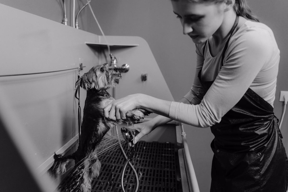 Woman washing small dog in grooming sink with spray nozzle at home